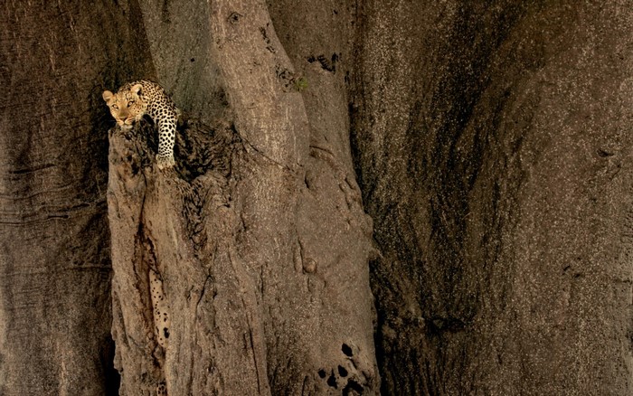 Leopard perched on a large tree trunk