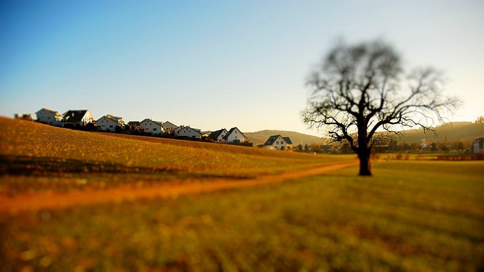 Rural landscape with houses and a bare tree at sunset