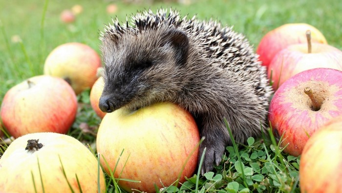 Hedgehog resting on apples in grass