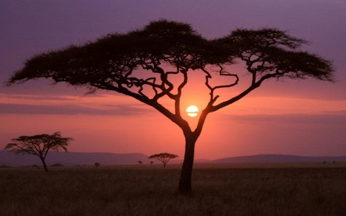 Acacia tree silhouetted against a sunset in the savanna