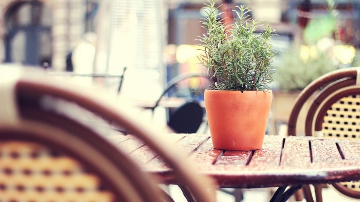 Rosemary plant on a wet table at an outdoor restaurant