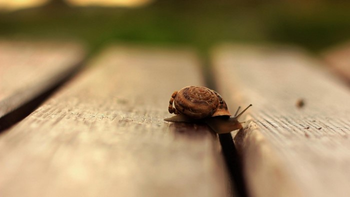 Snail on a wooden surface, macro photography
