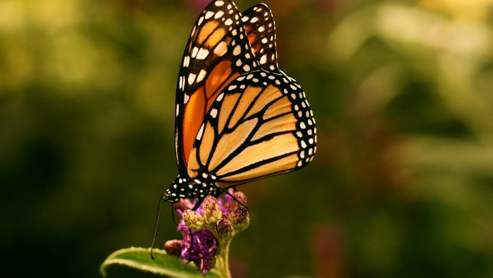 Monarch butterfly on a purple flower