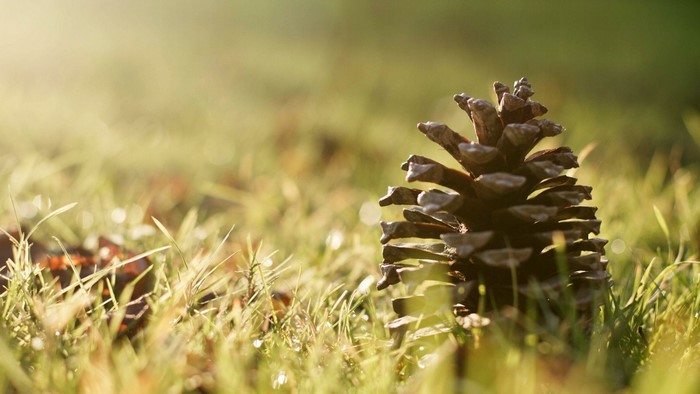 Pine cone on grass with sunlight