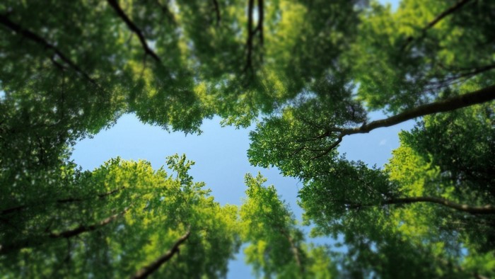 Looking up through green trees to the blue sky