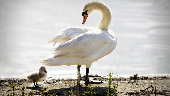 Adult swan and cygnet on a shore