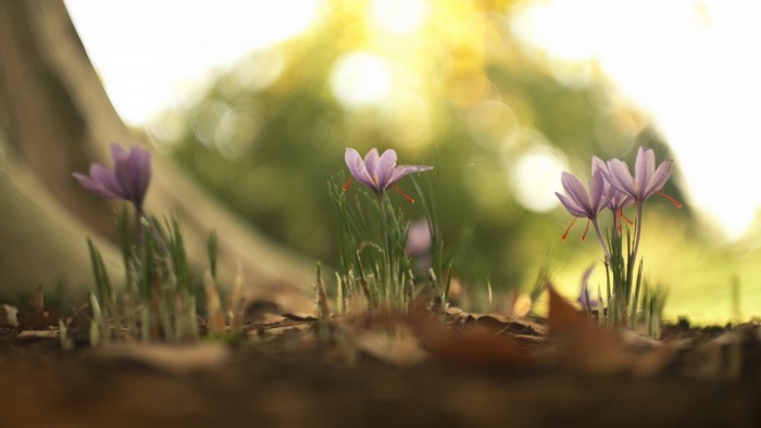 Purple saffron flowers in sunlight with bokeh background