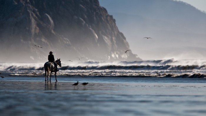 Person riding a horse on a beach with waves and seagulls