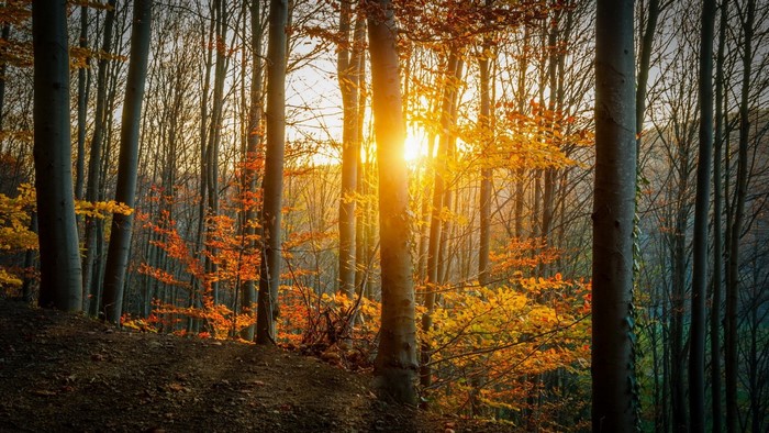 Sunlight filtering through autumn trees in a forest