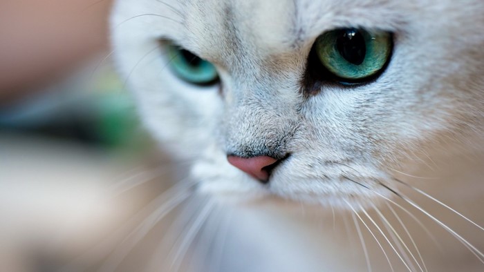 Close up of a white cat's face with green eyes
