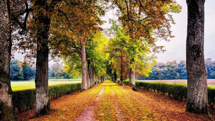 Autumn tree-lined path with fallen leaves