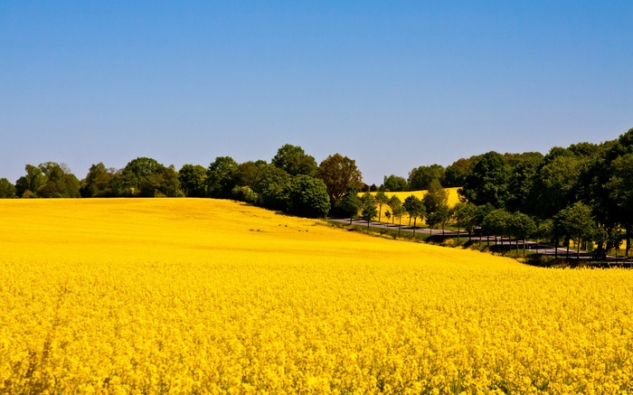 Field of yellow flowers with trees and a road