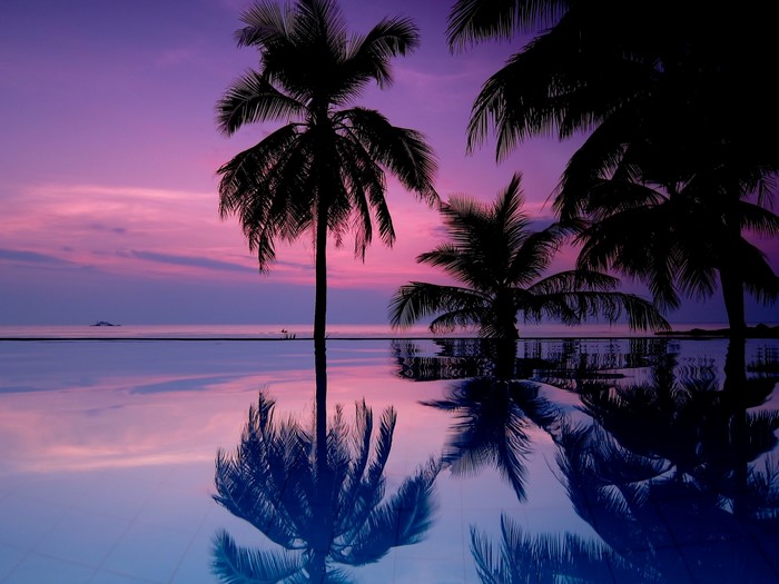 Palm trees reflected in a pool at sunset