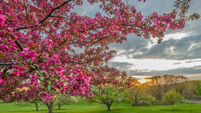 Pink cherry blossoms on a tree with a cloudy sky