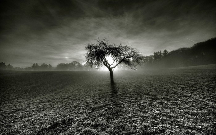 Bare tree in a misty field at sunrise