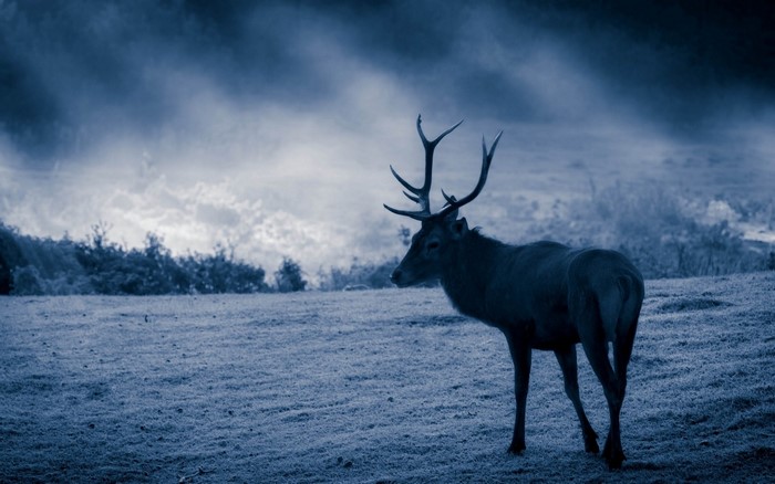 Deer with antlers in a field under a cloudy sky