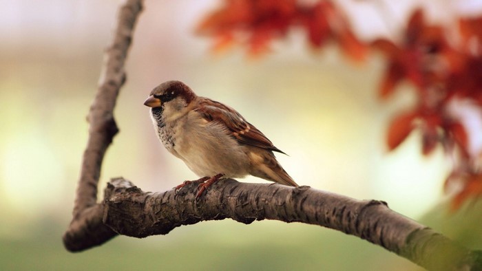 House sparrow perched on a tree branch with red leaves