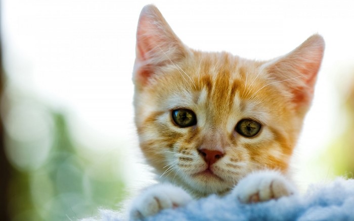 Close up of an orange tabby kitten