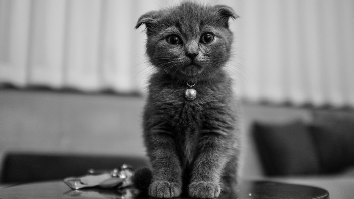 A fluffy grey kitten with a bell collar