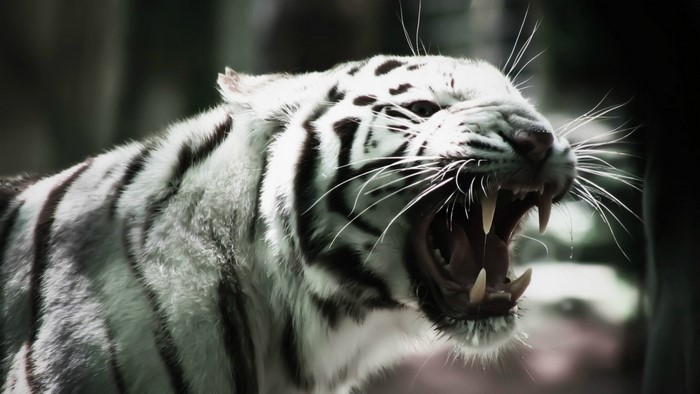 Close up of a white tiger roaring