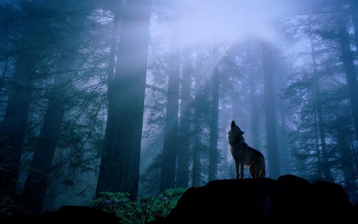 Wolf howling in a misty redwood forest at dawn
