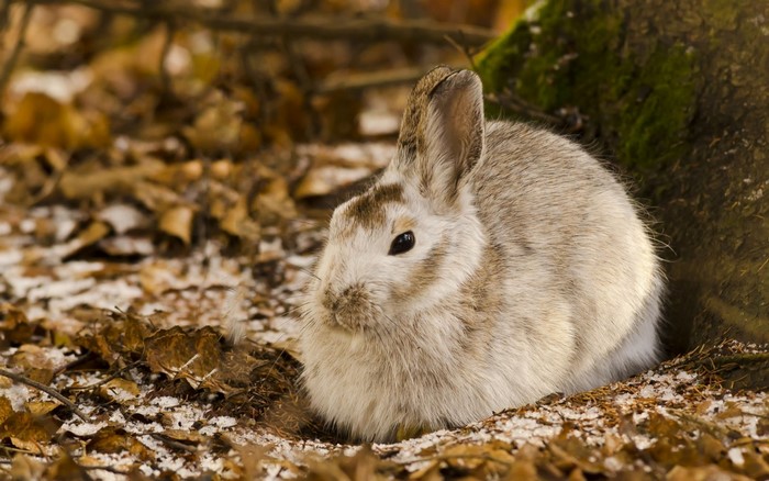 A rabbit sits in a forest floor with fallen leaves