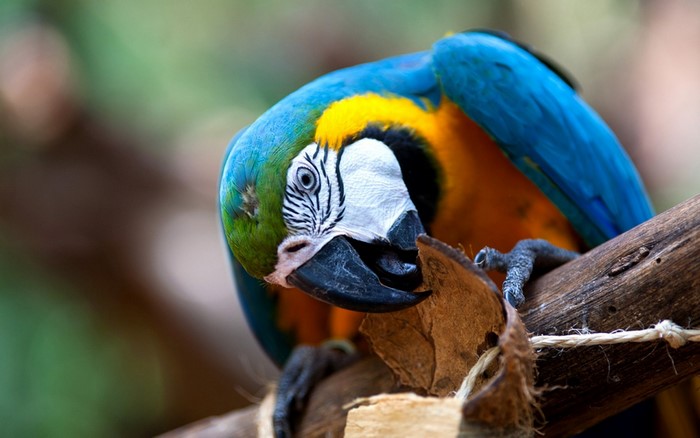 Blue and yellow macaw perched on a branch