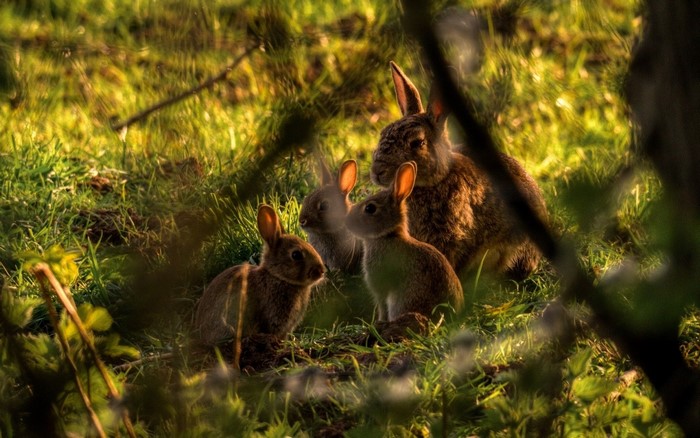Four rabbits in a grassy field at sunset