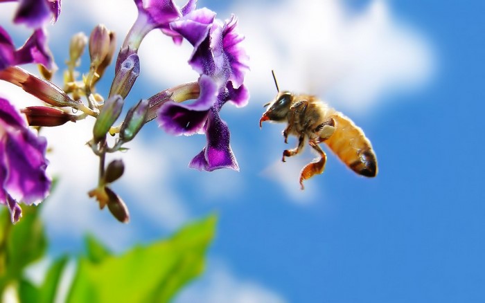 Bee approaching purple flowers against a blue sky