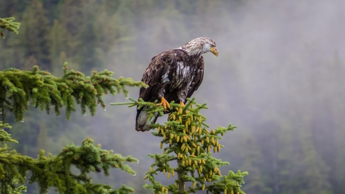 Bald eagle perched on a pine tree branch