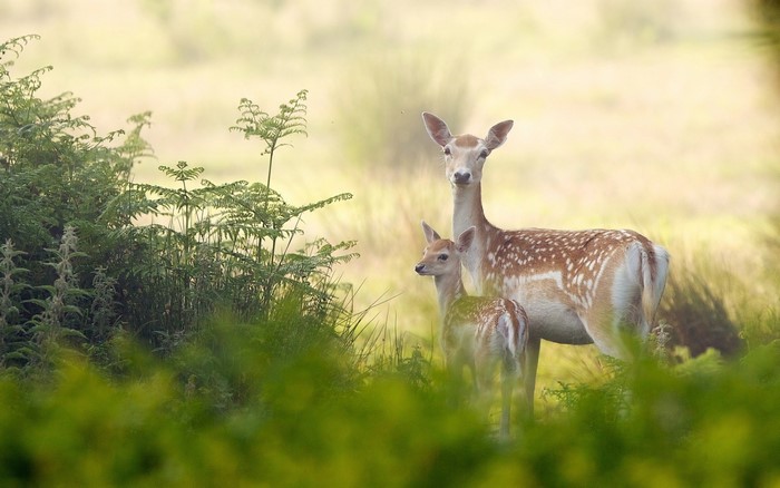 Mother and baby deer in a grassy field