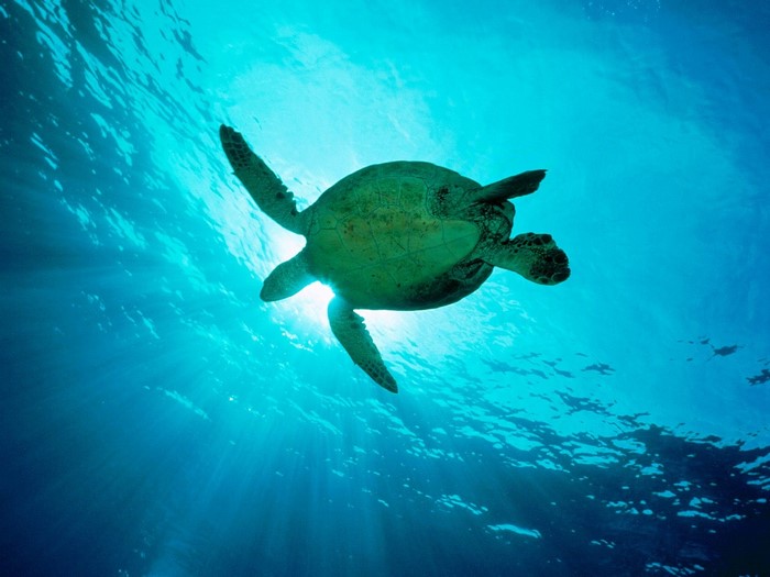 Sea turtle swimming underwater with sun rays