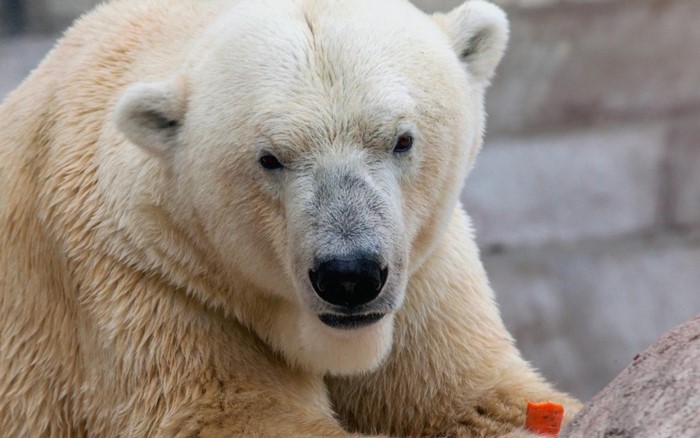 Polar bear holding a piece of carrot