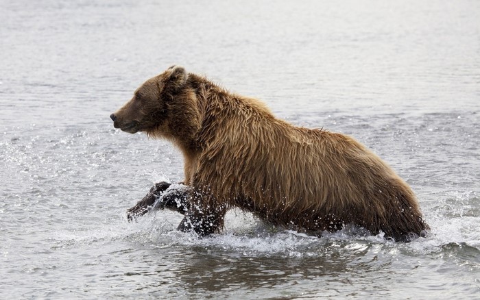Brown bear wading through water