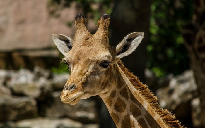 Close-up of a Giraffe's Head and Neck