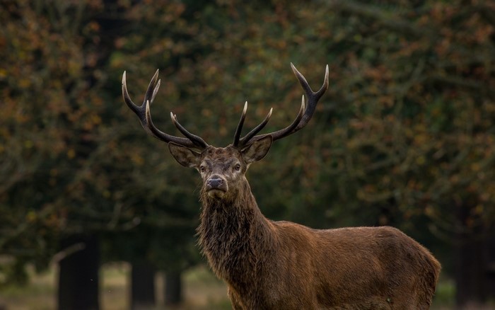 A majestic stag with large antlers stands in a forest