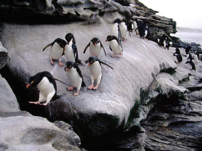 Rockhopper penguins on a rocky coastline