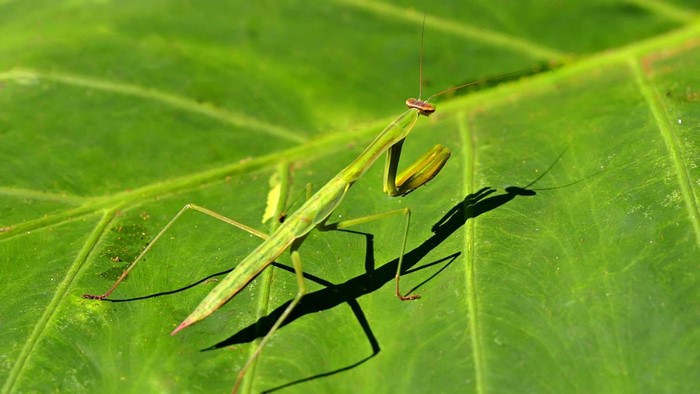Green praying mantis on a large green leaf