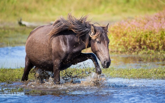 A dark horse splashes through shallow water