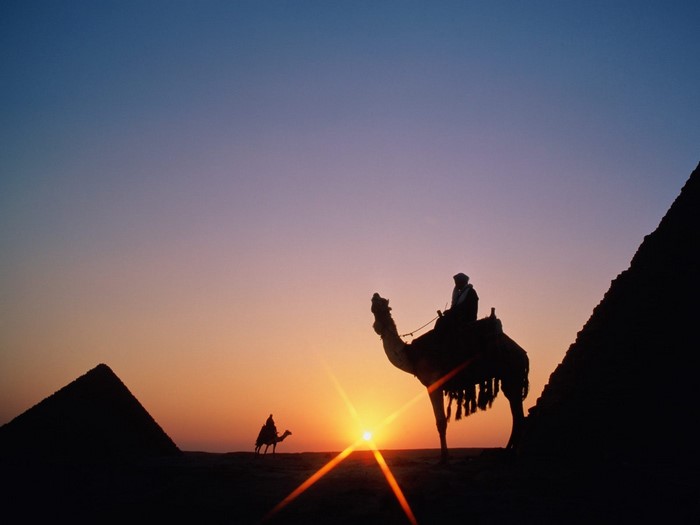 Camels and pyramids at sunset