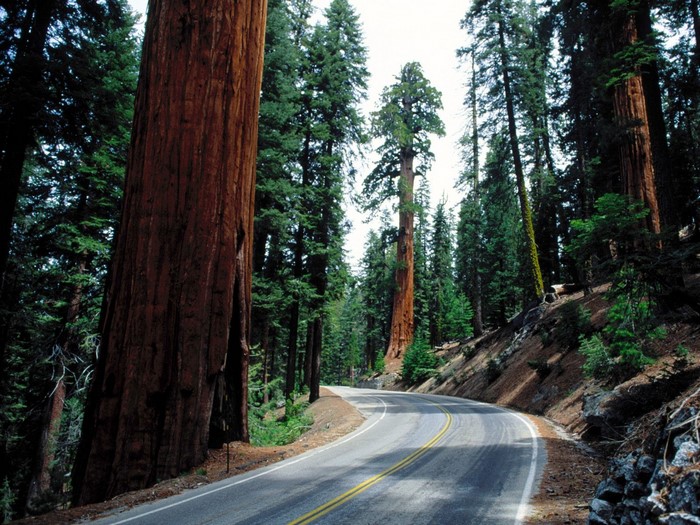 Road through a forest of giant sequoia trees