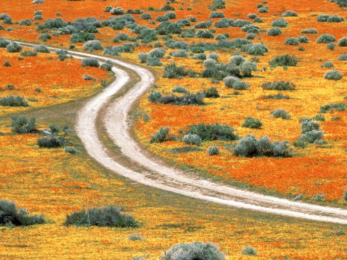 Dirt road winding through a field of orange and yellow wildflowers