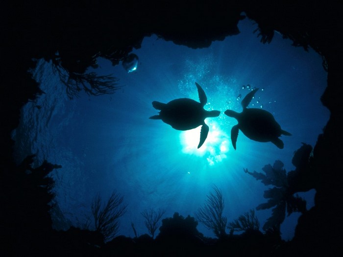Two sea turtles swimming in blue ocean water