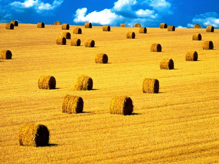 Hay bales in a golden field under a blue sky