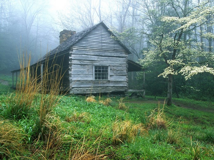 Log cabin in a foggy forest with blooming tree