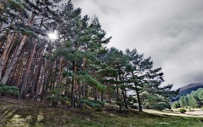 Sunlight through pine trees on a hillside