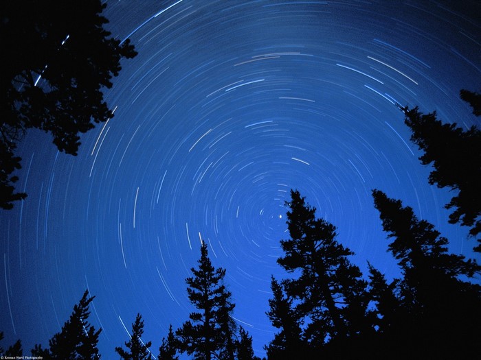 Star trails over silhouetted pine trees at night