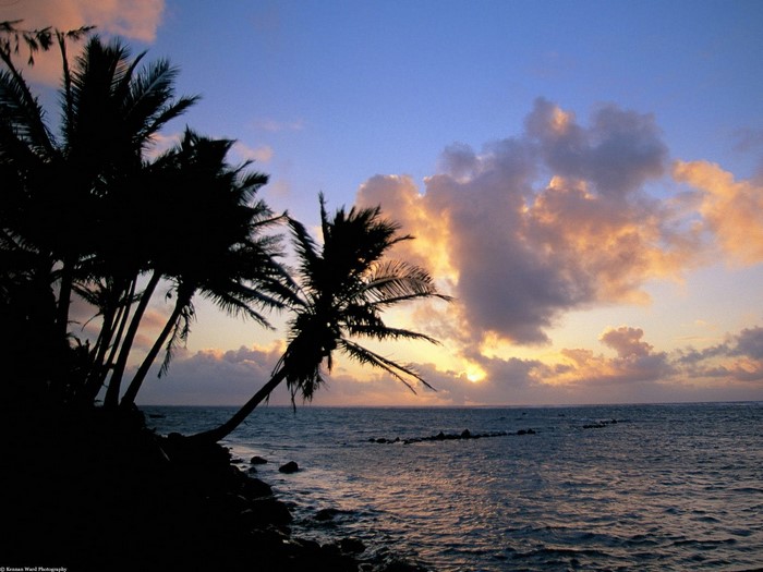 Palm trees silhouetted against a sunset over the ocean