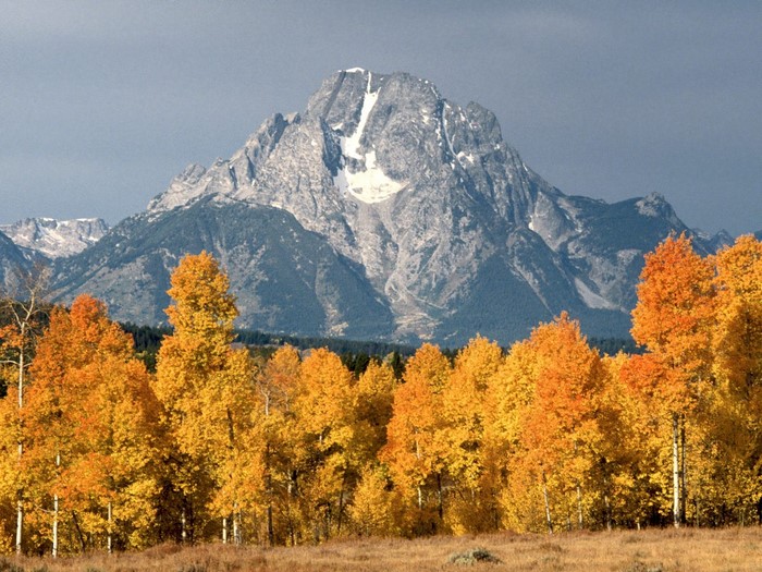 Autumn trees in front of a snow-capped mountain range