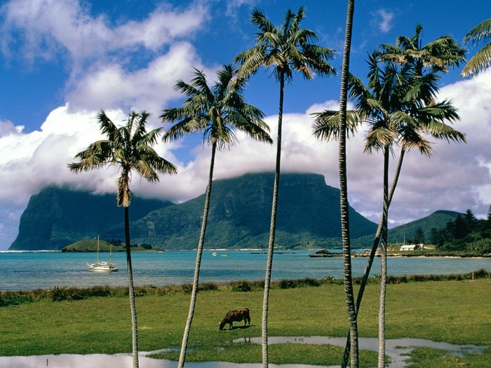 Palm trees on a tropical island with a bay and mountains